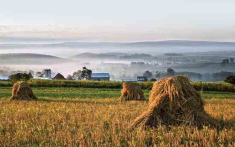 From Field to Flour: How to Grow Wheat Image